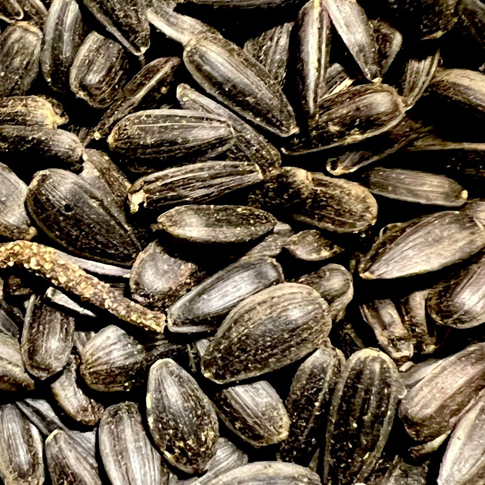 Ripkitty Premium Black Oil Sunflower Helianthus Seeds Planting Half LB